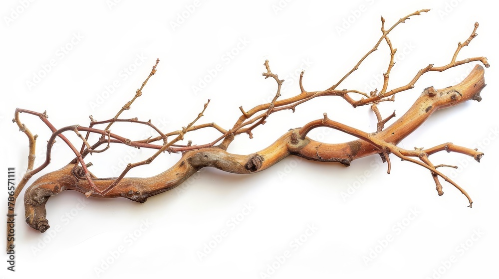 twisted dry jungle vine branch isolated on white background tropical nature detail illustration twisted dry jungle vine branch isolated on white background tropical nature detail illustration