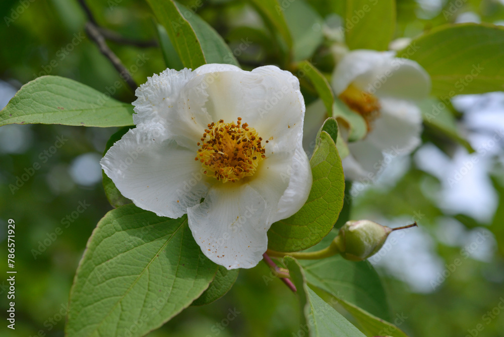 Obraz premium 夏椿