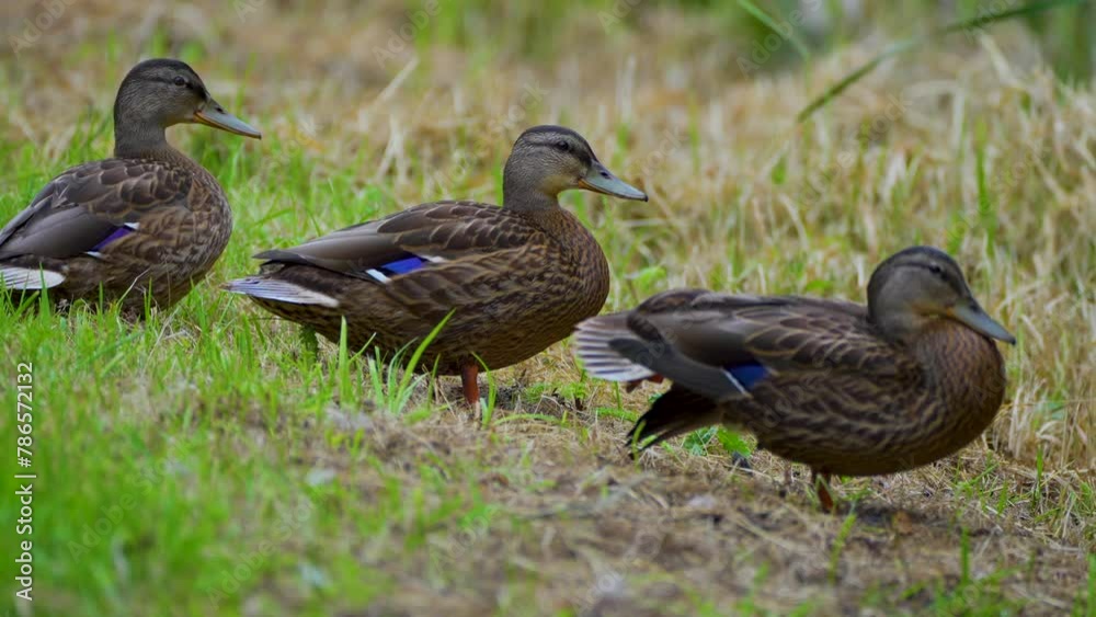 three ducks in the grass three ducks in the grass