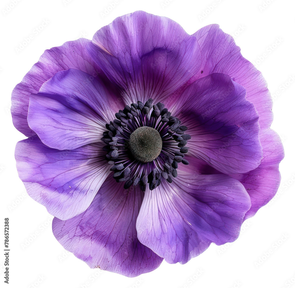 PNG Purple poppy anemone flower petal plant. PNG Purple poppy anemone flower petal plant.