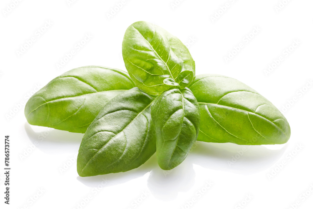 Fototapeta premium Basil herb on white background.