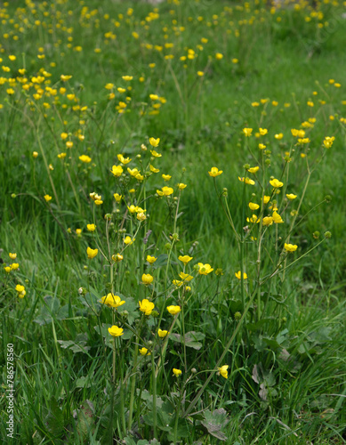 Field of flowers. Yellow flowers among fresh greenery in spring. Springtime vertical background. Focused on foreground.