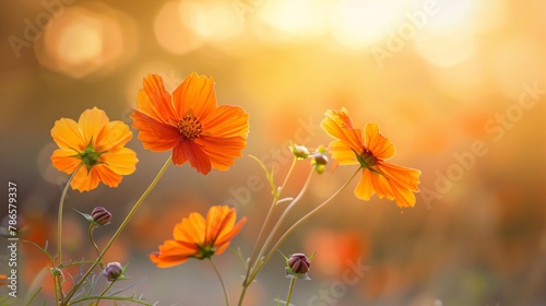 A beautiful flower on background, a natural sight to behold. Colorful and blooming, it's an amazing decoration. © IgitPro