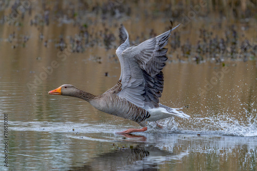 Greylag Goose (Anser anser)  taking off from water. Gelderland in the Netherlands.    