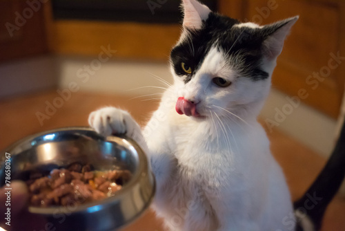 Young cat receives food by holding the bowl with its paw photo