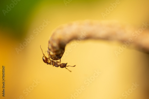 Wścieklica uszatka, wścieklica szorstka (Myrmica scabrinodis)