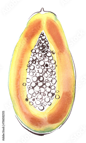 Papaya isolated on white. Watercolor hand painted papaya ripe artwork.