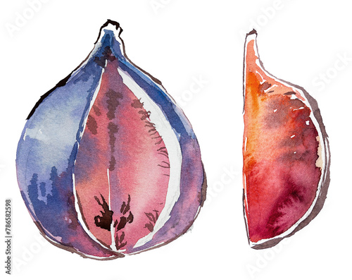 Fig isolated on white. Watercolor hand painted fig ripe artwork.