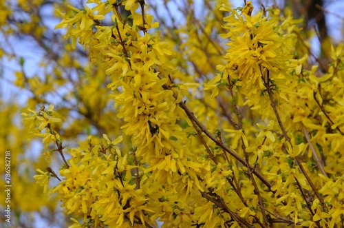 A close-up of beautifully blooming forsythia bushes © Iwona