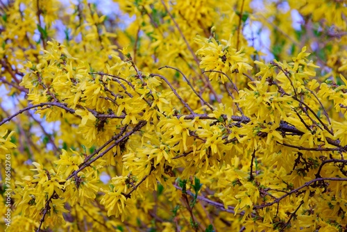 A close-up of beautifully blooming forsythia bushes © Iwona