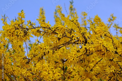 A close-up of beautifully blooming forsythia bushes