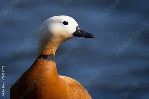 The ruddy shelduck (Tadorna ferruginea), known in India as the Brahminy duck, is a member of the family Anatidae, I take this picture in Cavado River Estuary, Fao, Esposende, North of Portugal.