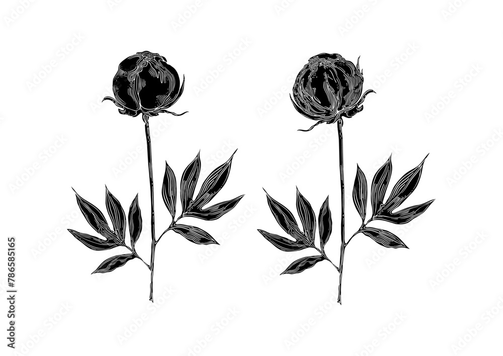 Obraz premium Two Black Buds. Peony Flower. Poster. Hand-drawn floral collection. Vector illustration