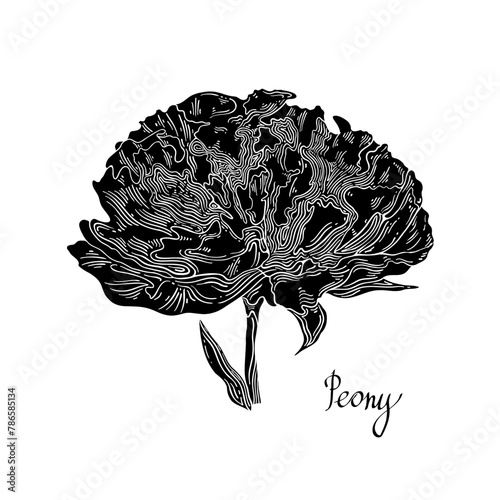 Black peony. Black and white poster. Hand-drawn floral collection of festive decor. Vector illustration.