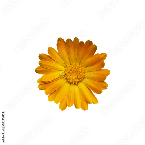 An isolated image of a bright yellow flower  displaying its detailed petal arrangement and pronounced center.