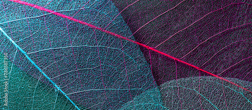skeleton leaf texture banner. leaf textured background close-up