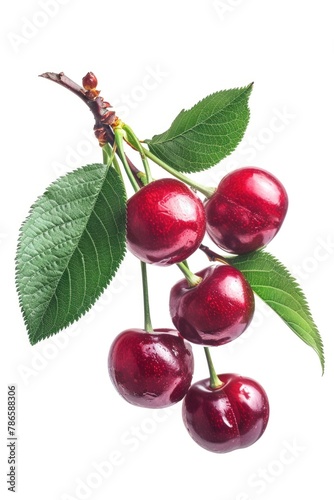 Fresh cherries on a branch, perfect for summer designs