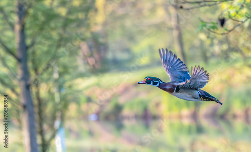 Photography Wood duck flies past green trees in spring.