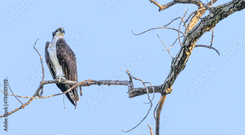 Portrait of an osprey perched in a tree.