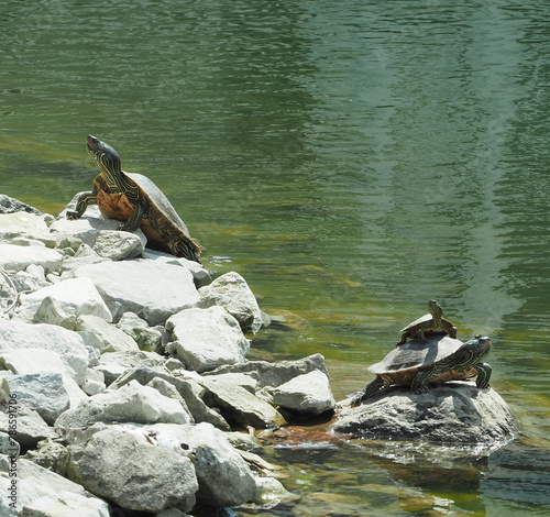 Turtles Sunning