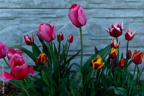 tulipany na tle płotu © Mateusz