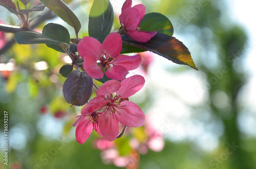 Bright pink crab apple tree branch with blooming flowers and leaves against blurred garden green spring background. Closeup photo outdoors.  Awakening of nature, landscaping,gardening concept.  