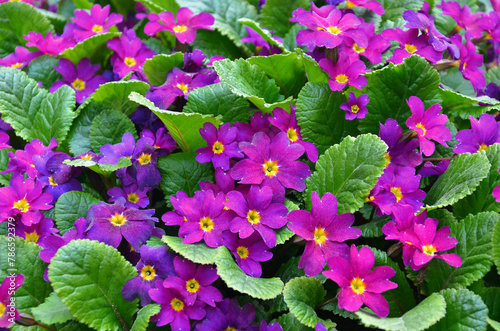 Beautiful family of magenta-purple primroses, primula 'Touch Me' midi magenta blooming in spring garden. Top view photo outdoors. Gardening ,growing primroses concept.