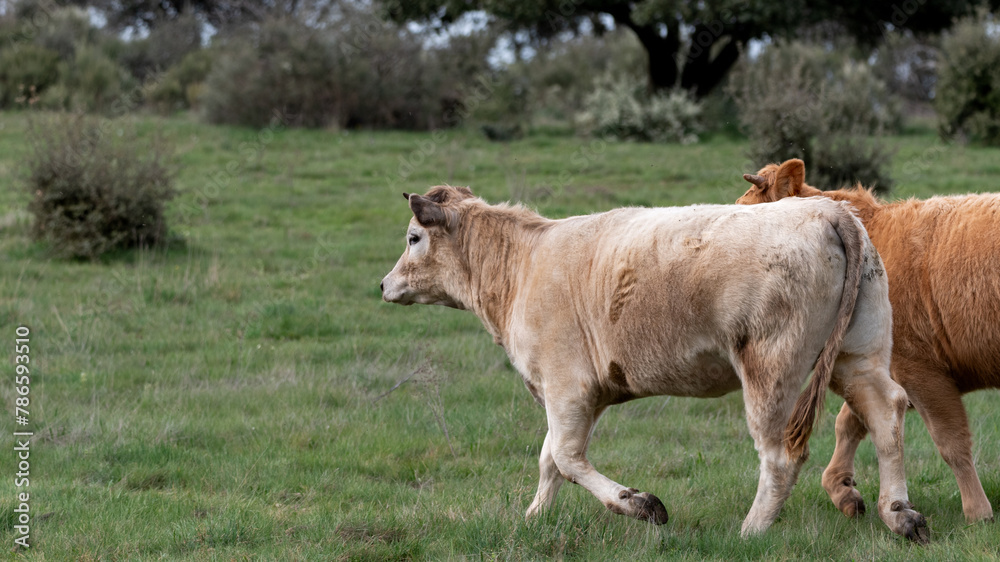 two young cows running through the meadow two young cows running through the meadow