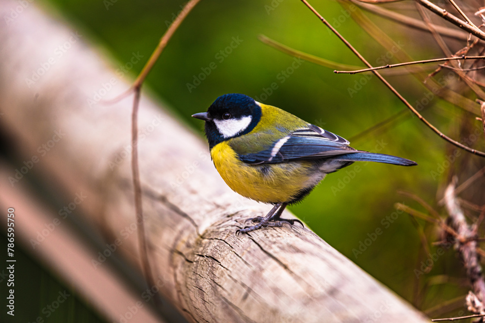 Naklejka premium photographs of a great tit in nature