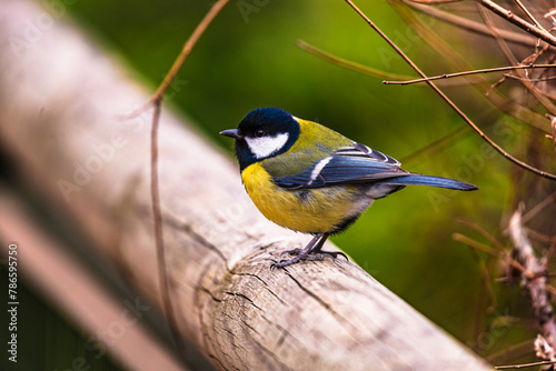 photographs of a great tit in nature