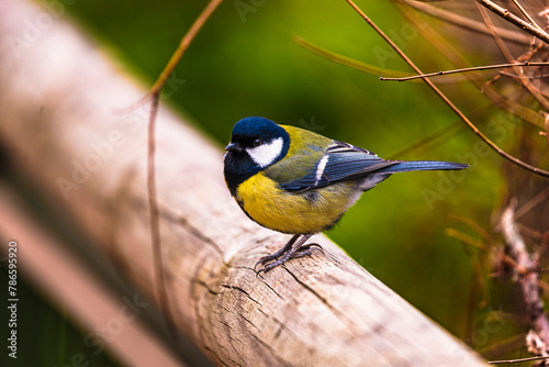 photographs of a great tit in nature