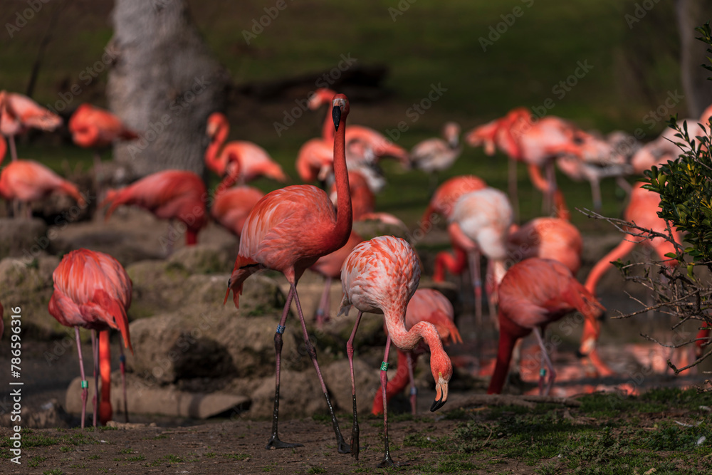 photographs of flamingos by the water in the middle of nature photographs of flamingos by the water in the middle of nature