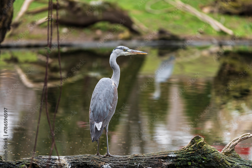 photographs of gray herons next to the water in nature photographs of gray herons next to the water in nature