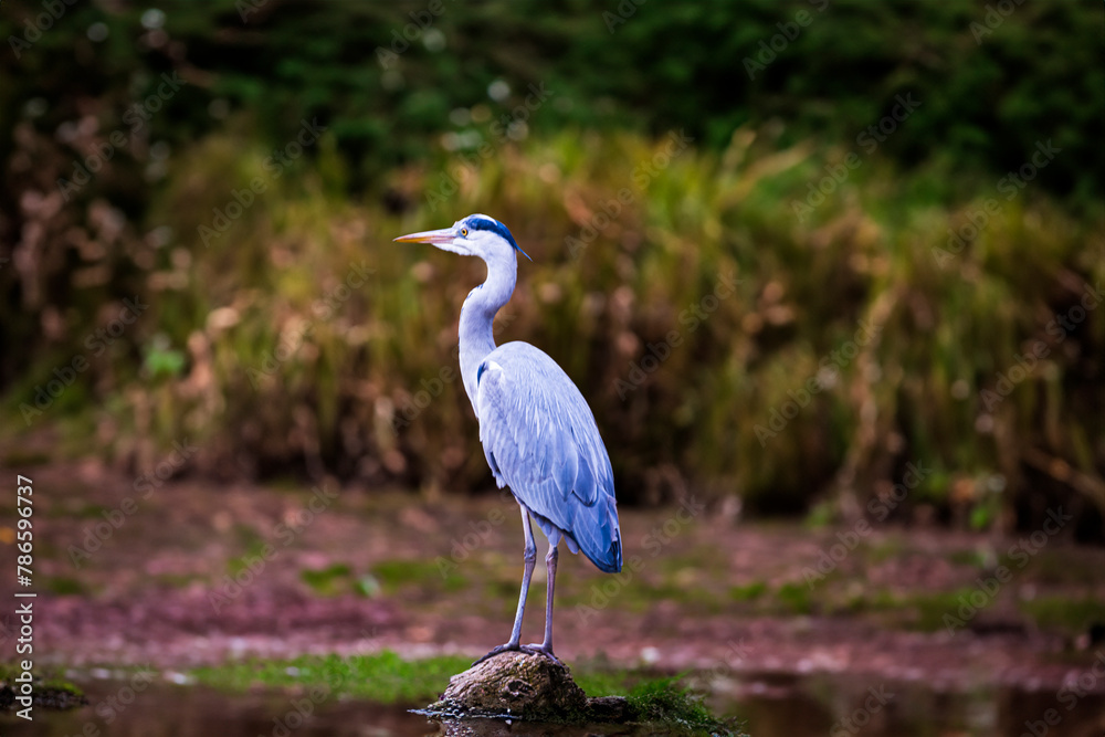 Fototapeta premium photographs of gray herons next to the water in nature