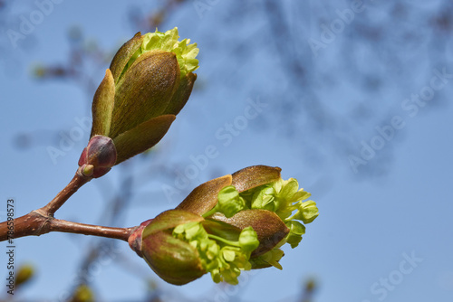 The flower buds of the holly maple are blooming (lat. Acer platanoides). Holly maple is a woody plant species of the genus Maple (Acer) of the Sapindaceae family.