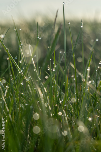 rosa na trawie © Mariusz