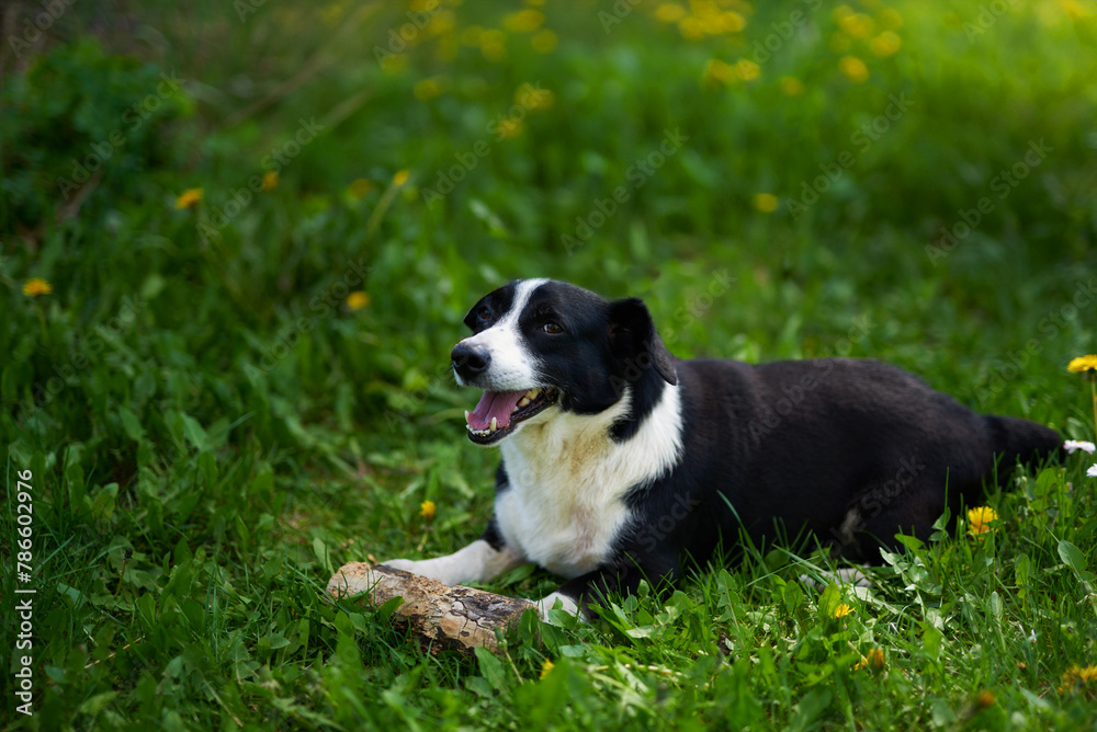 Smiling black and white dog on green grass with flowers looking towards the camera