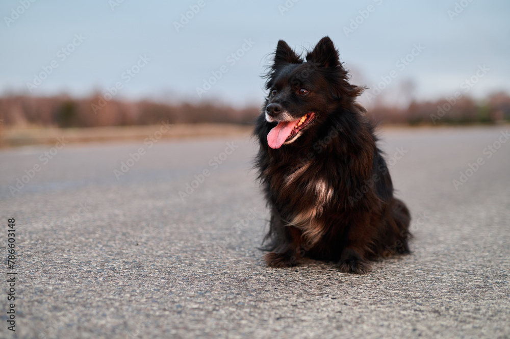 A happy shaggy black dog with its tongue hanging out looking forward A happy shaggy black dog with its tongue hanging out looking forward