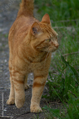 Portrait of a Senior Old Elderly Male Moggie Orange Ginger Tabby Cat Outdoors with Grey Dirt Road Background and Green Grass