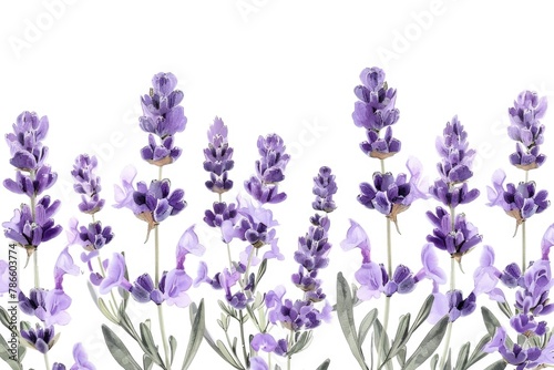 Close up shot of lavender flowers, perfect for botanical designs