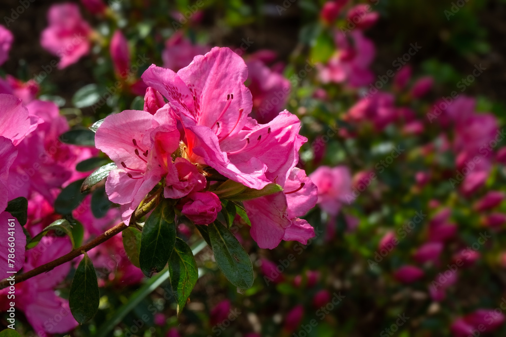 Closeup of flowers of Rhododendron 'Dearest' in a garden in Spring Closeup of flowers of Rhododendron 'Dearest' in a garden in Spring