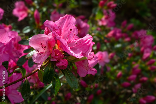 Closeup of flowers of Rhododendron 'Dearest' in a garden in Spring