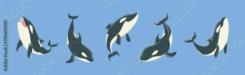 Orca Killer Whale Marine Large Mammal on Blue Background Vector Set