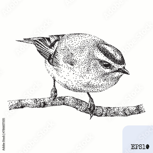 Bird goldcrest. Animal portrait. Graphic ink drawing, pointillism art