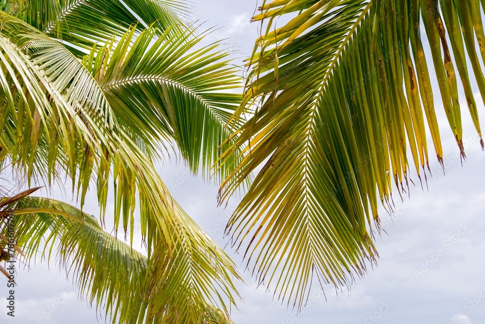 palm tree with a few leaves is shown in the image tropical cloudy hot vacactions rest palm tree with a few leaves is shown in the image tropical cloudy hot vacactions rest