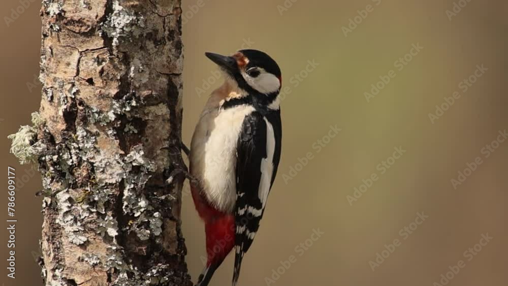 great woodpecker perched on a log feeding, woodpecker, dendrocopos major, dendrocopos, picinae, piciformes