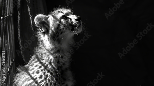  A black-and-white image of a cheetah gazing through a chain-link fence, mouth agape