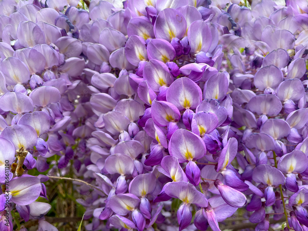 Lilac flowers of the climbing plant Wisteria sinensis. Spring flowers. Spring background. Close up of a beautiful cascade of wisteria flowers. Lilac background. Lilac flowers of the climbing plant Wisteria sinensis. Spring flowers. Spring background. Close up of a beautiful cascade of wisteria flowers. Lilac background.