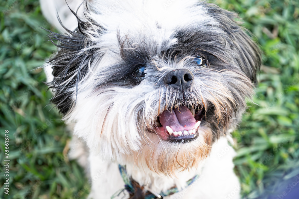 Beautiful shih tzu makes funny faces when he tries to grab a cookie in the air. Beautiful shih tzu makes funny faces when he tries to grab a cookie in the air.
