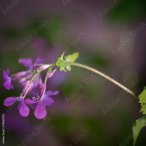 Canvas Print Tiny, purple flower buds of biennial silver dollar plant, Lunaria